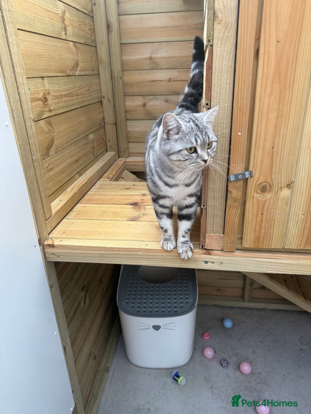 British Shorthair cats for sale: British shorthair  - Image 9