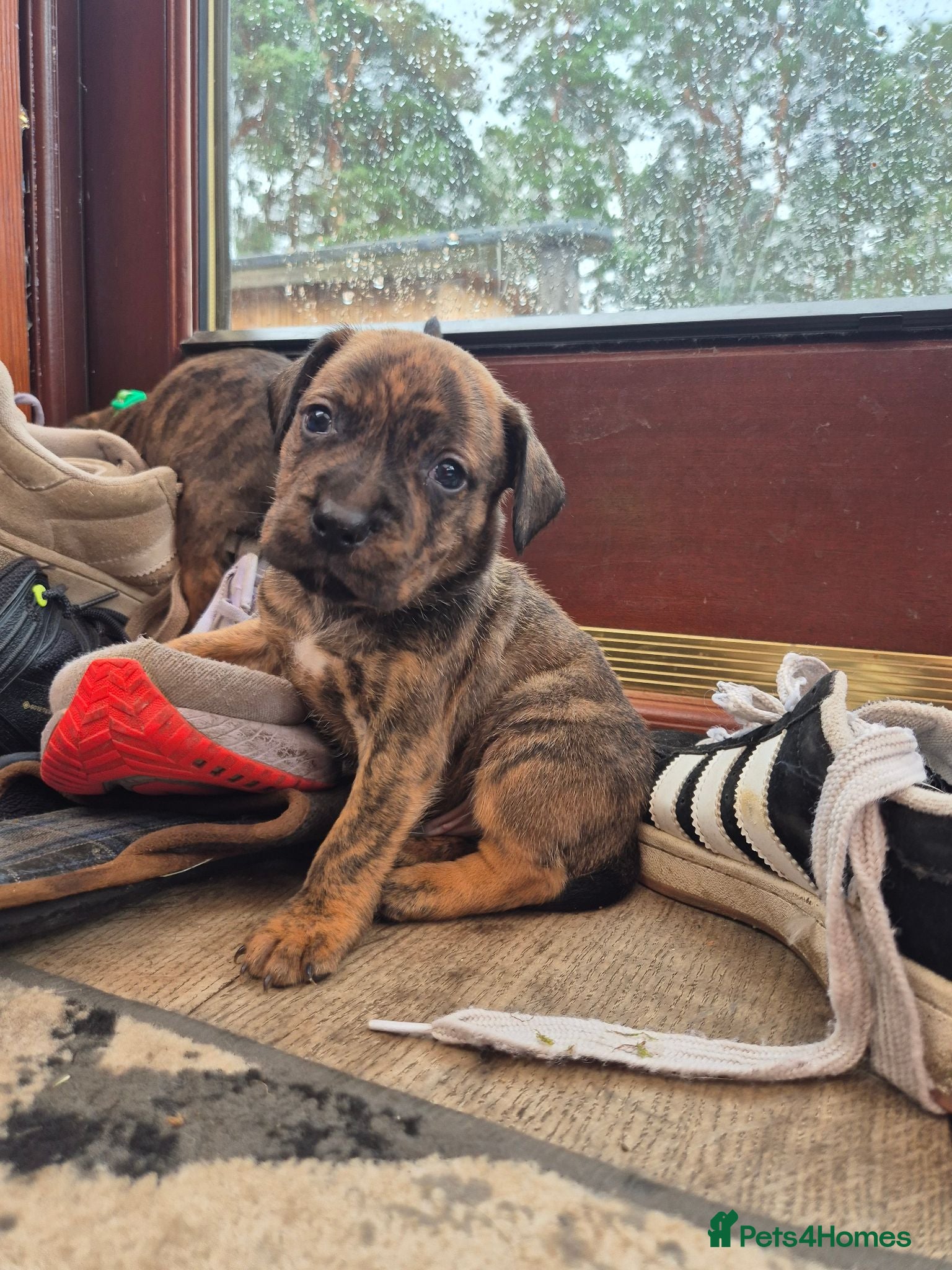 Mixed Breed dogs Gorgeous lil puppies *3 males* - Advert 2