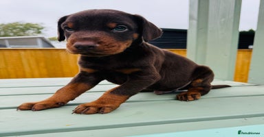 Dobermann dogs - Advert 3