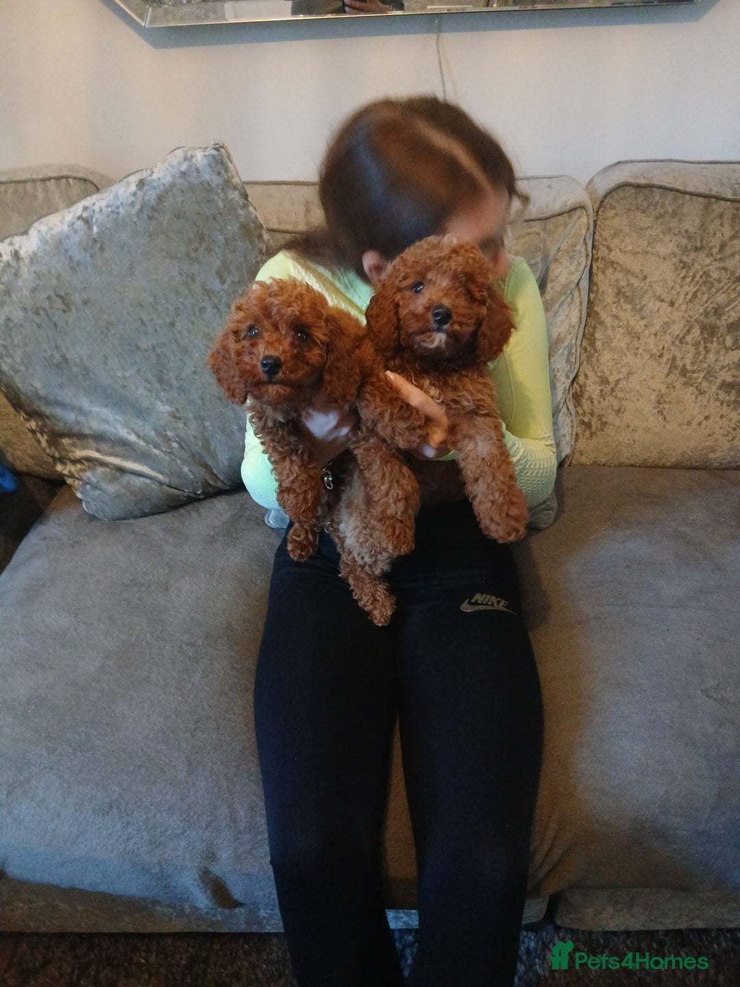 Cavachon dogs for sale: Two boys cavapoochion  - Image 7