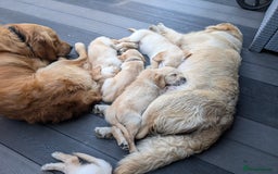 Golden Retriever dogs for sale: Kennel Club Reg Golden Retriever Puppies - Image 6