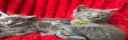 Mixed Breed cats for sale: Beautiful Greys - Advert 5