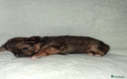 Mixed Breed dogs for sale: Yorkshire Terrier x Pomeranian Puppys - Advert 20