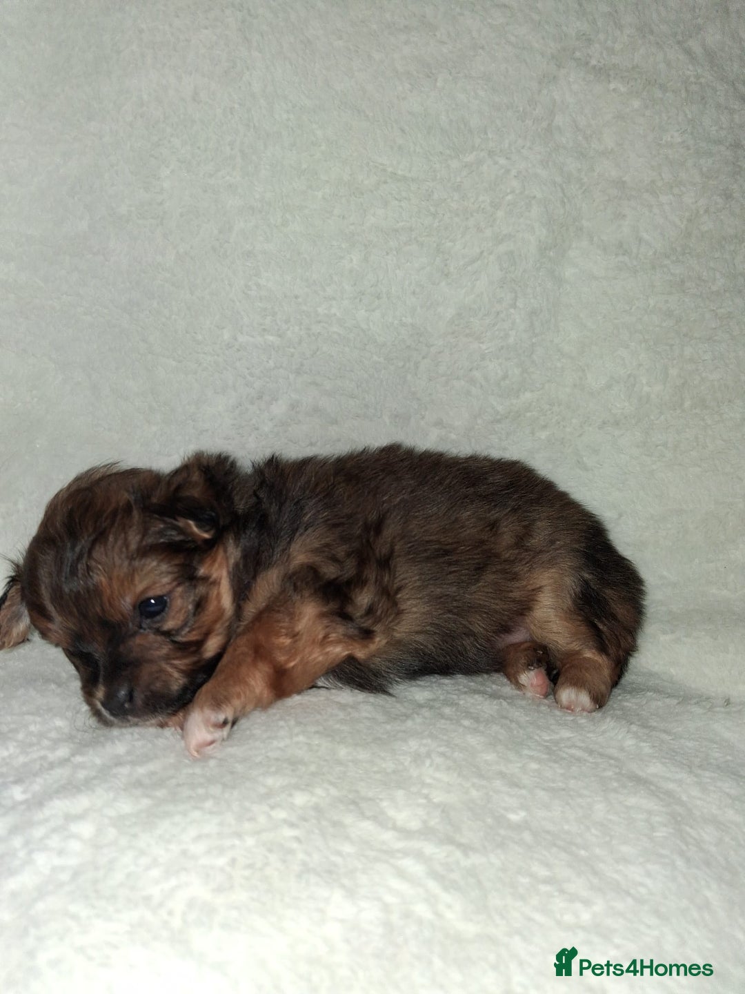 Mixed Breed dogs for sale: Yorkshire Terrier x Pomeranian Puppys - Advert 20