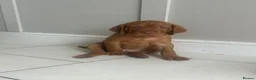 Hungarian Vizsla dogs for sale: Chunky KC Registered Hungarian Vizsla Puppies in Littleborough - Advert 18