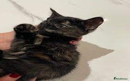 Mixed Breed cats for sale: 2 beautiful girl kittens - Image 7