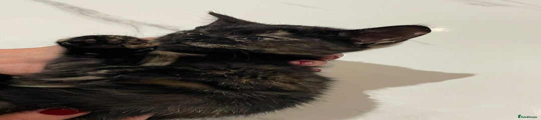 Mixed Breed Kitten 2