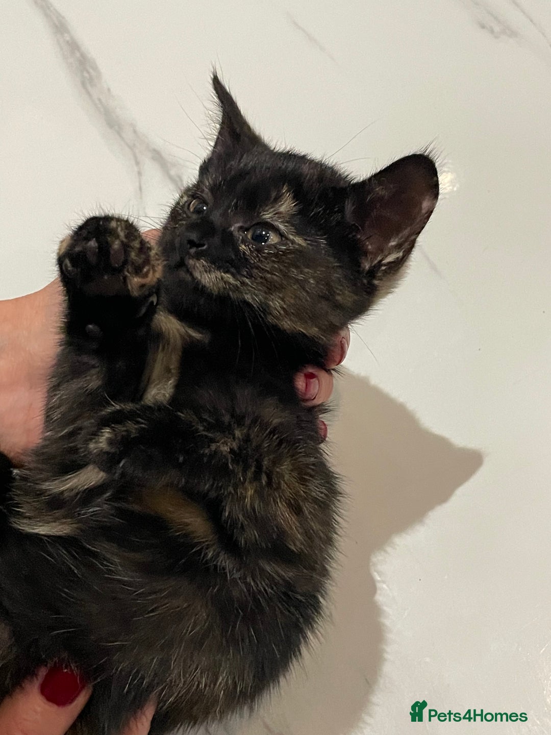 Mixed Breed cats for sale: 2 beautiful girl kittens - Image 7