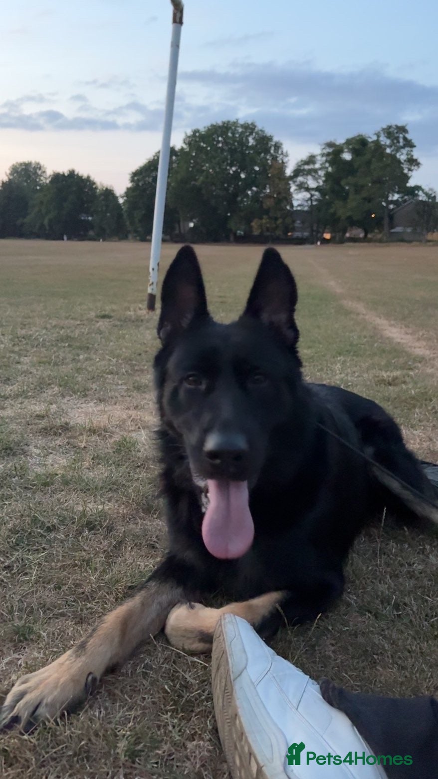 German Shepherd dogs Bruno  - Advert 1