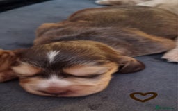 Cocker Spaniel dogs for sale: Charming English Show Cocker Spaniel Puppies  - Advert 17