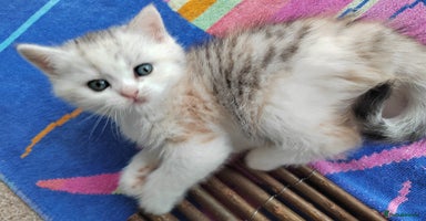Scottish Fold cats - Advert 6