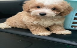 Maltipoo dogs for sale: Adorable F1 Maltipoo Puppies - Image 11