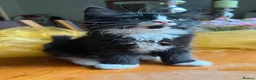 Mixed Breed cats for sale: Maine Coon Mixed Kittens Tabby & Tuxedo Richmond - Advert 17