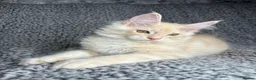 Maine Coon cats for sale: GCCF Maine Coon Kittens.  - Advert 1
