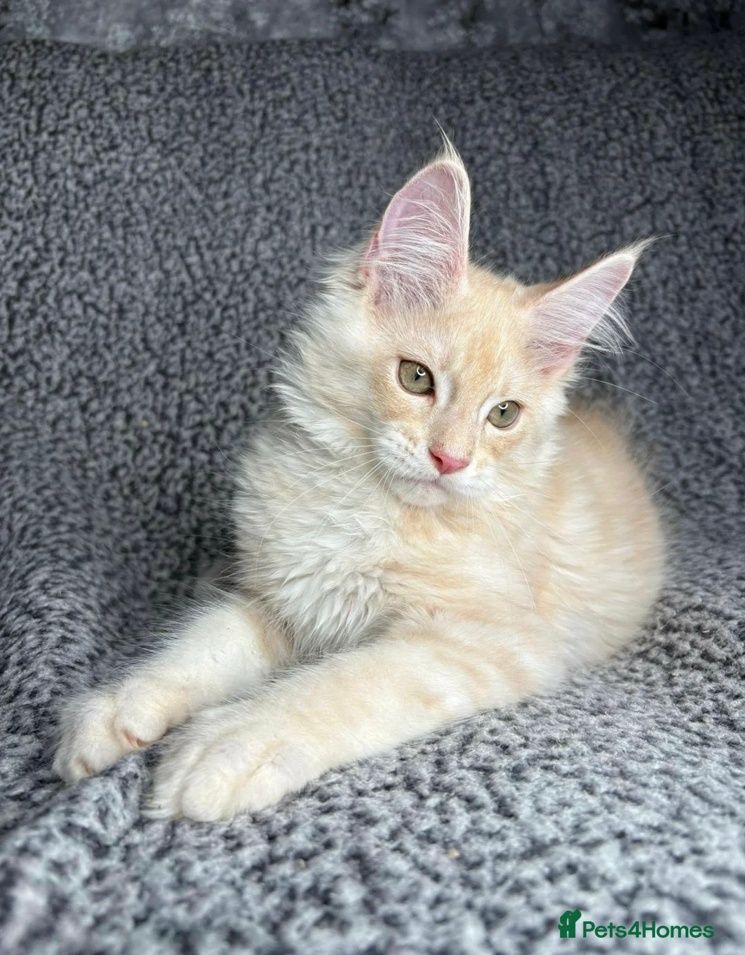 Maine Coon cats for sale: GCCF Maine Coon Kittens.  - Advert 1