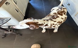 Dalmatian dogs for sale: Gorgeous chunky healthy Dalmatian puppies  - Image 8