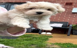 Mixed Breed dogs for sale: beautiful baby Lhatese puppys - Advert 11