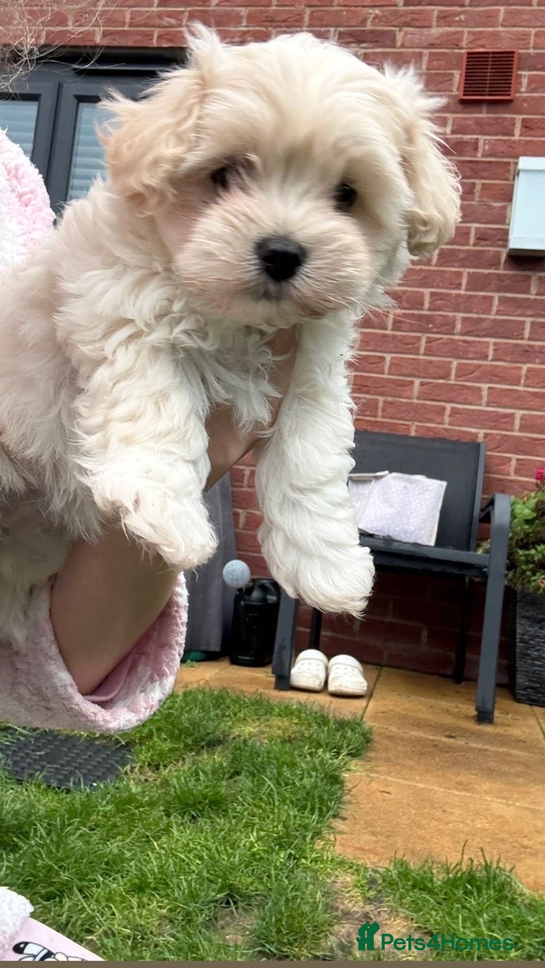 Mixed Breed dogs for sale: beautiful baby Lhatese puppys - Advert 11