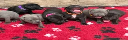 Staffordshire Bull Terrier dogs for sale: KC Health Tested Staffordshire Bull Terriers - Advert 13