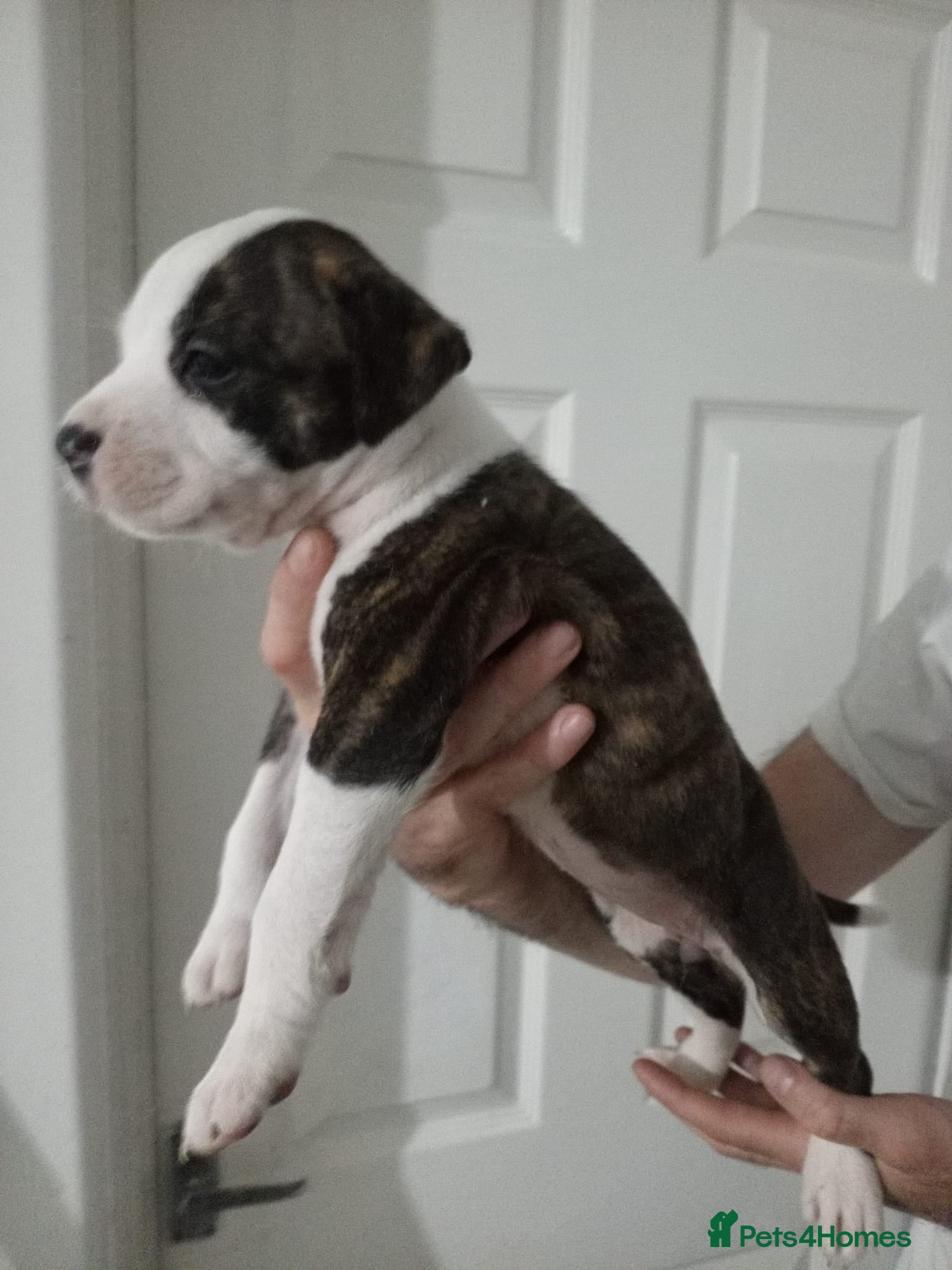 Mixed Breed dogs Mother and father are family pets  - Advert 2