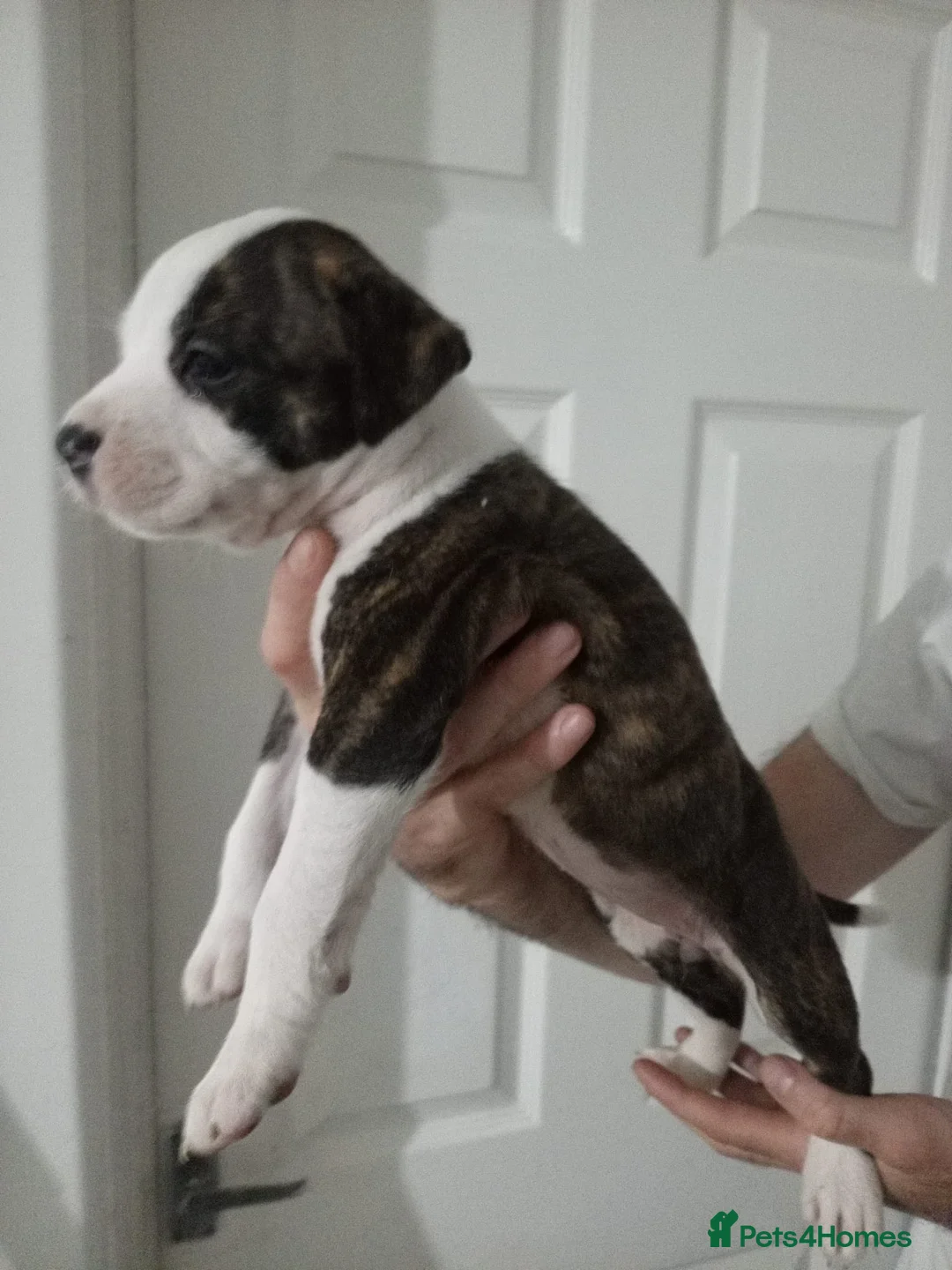 Mixed Breed dogs for sale: Mother and father are family pets  - Advert 2