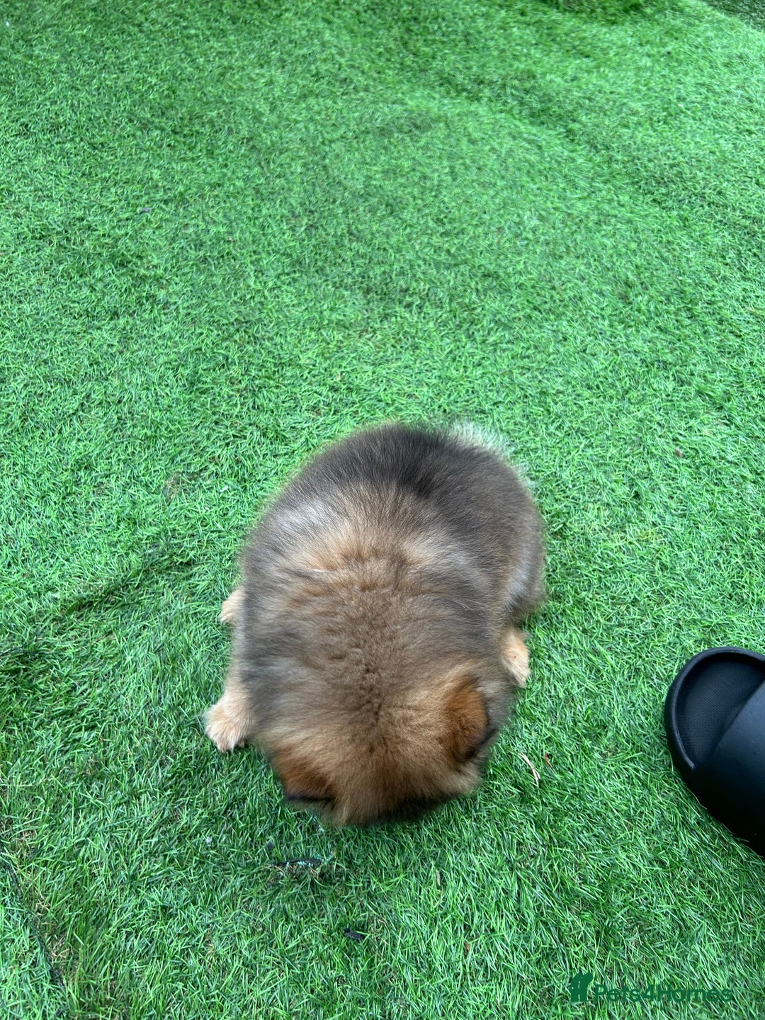 Pomeranian dogs for sale: Teddy bear Pomeranian puppy - Image 10