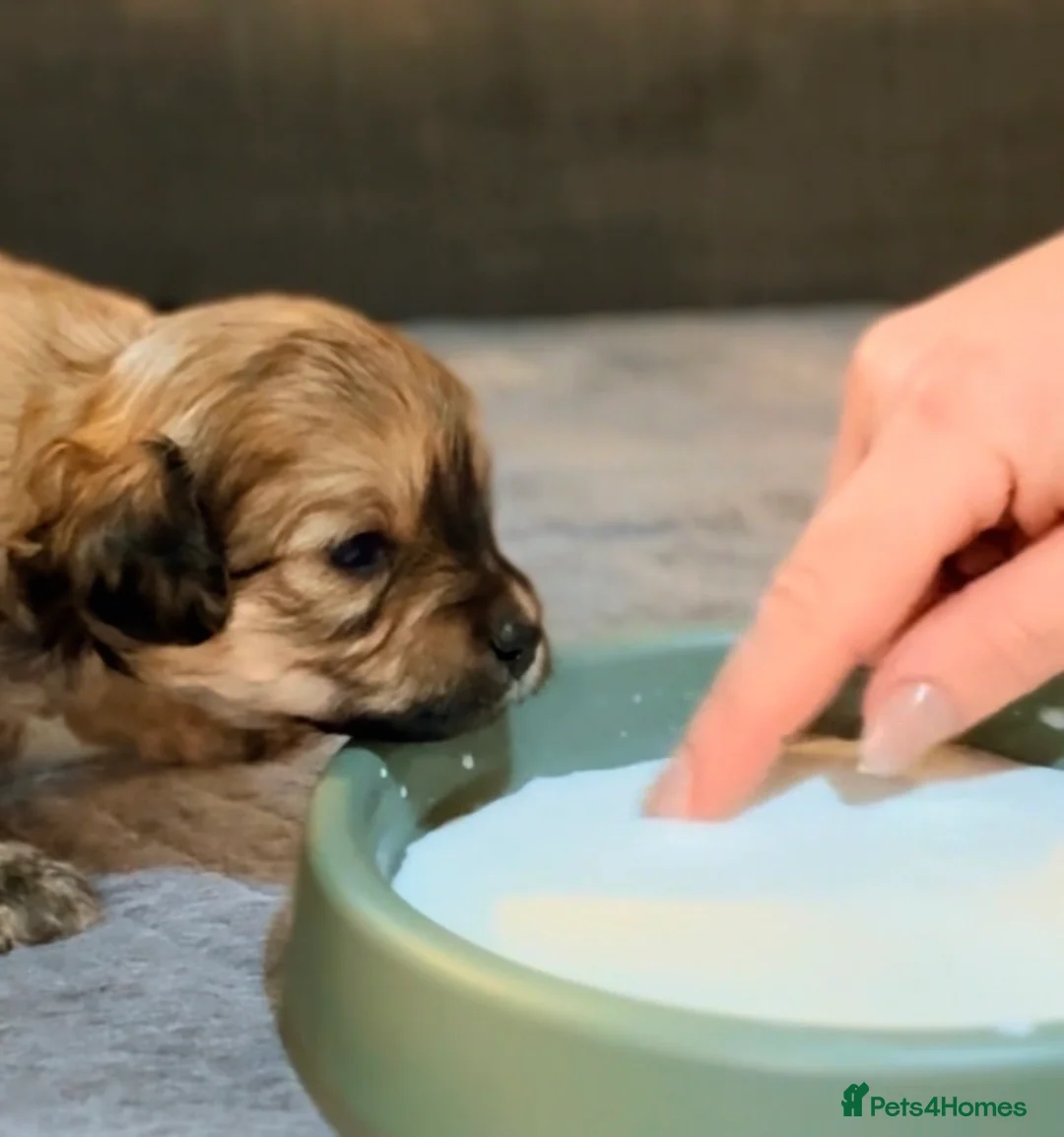 Maltipoo dogs for sale: Maltipoo puppy - Advert 20