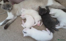 Siamese cats for sale: 5 Siamese and Turkish Angora kittens - Image 8