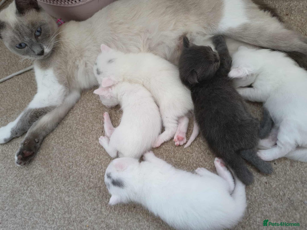 Siamese cats for sale: 5 Siamese and Turkish Angora kittens - Image 8