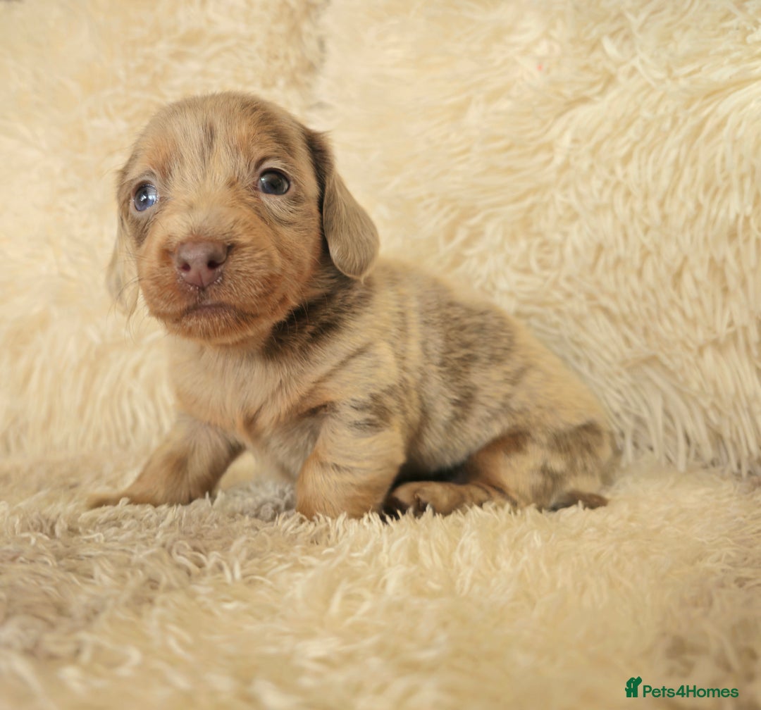 Miniature Dachshund dogs for sale: MINI DACHSHUNDS READY 20TH DEC  - Advert 3