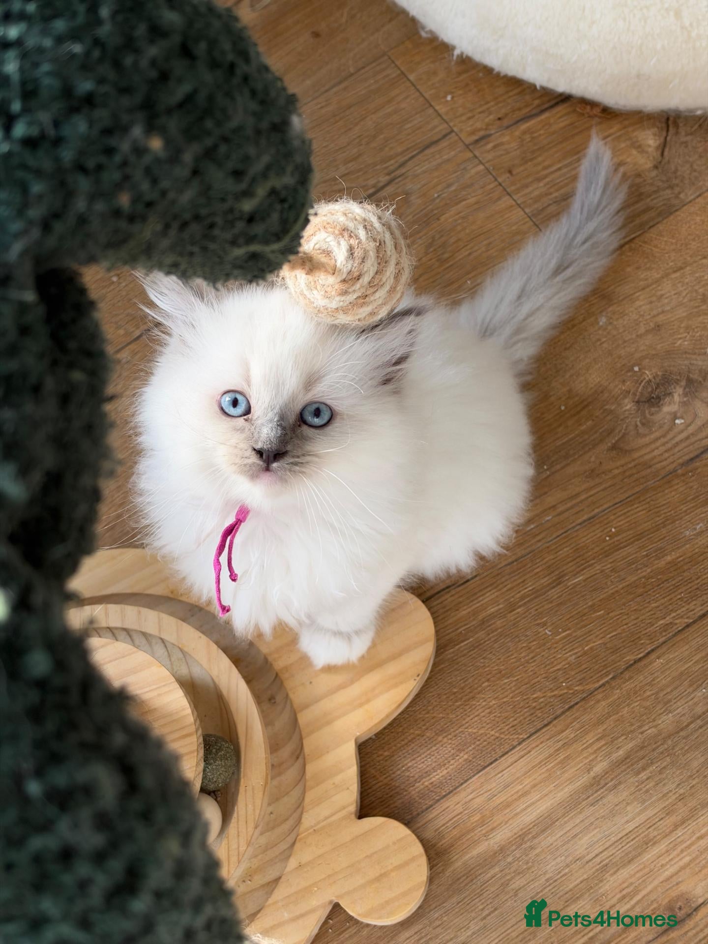 Ragdoll cats for sale: 🩷 beautifull ragdoll kittens  - Advert 2