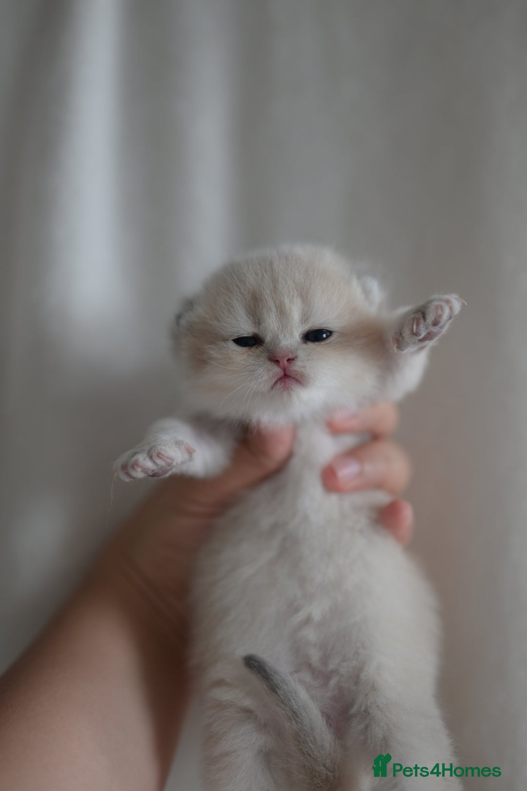 British Shorthair cats for sale: Golden Shaded Kittens WCF & TICA Registered - Image 6