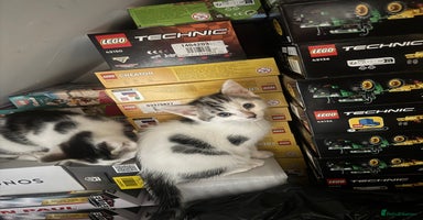 Domestic Shorthair cats - Advert 10