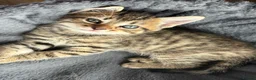 Mixed Breed cats for sale: 3 beautiful kittens ready now!  - Advert 5