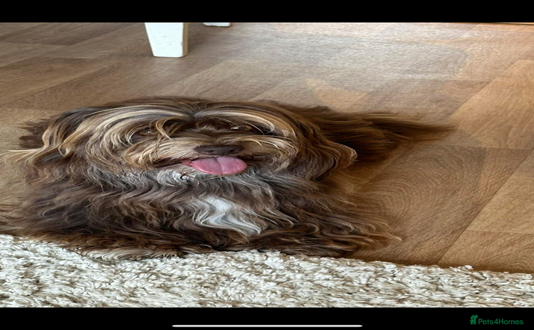 Havanese dogs - Advert 7