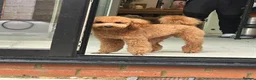 Toy Poodle dogs for sale: KC Toy Poodle - Advert 9