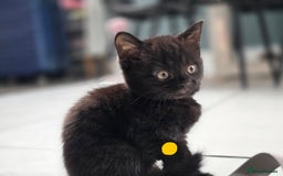 Mixed Breed cats for sale: Black kittens for sale  - Image 14