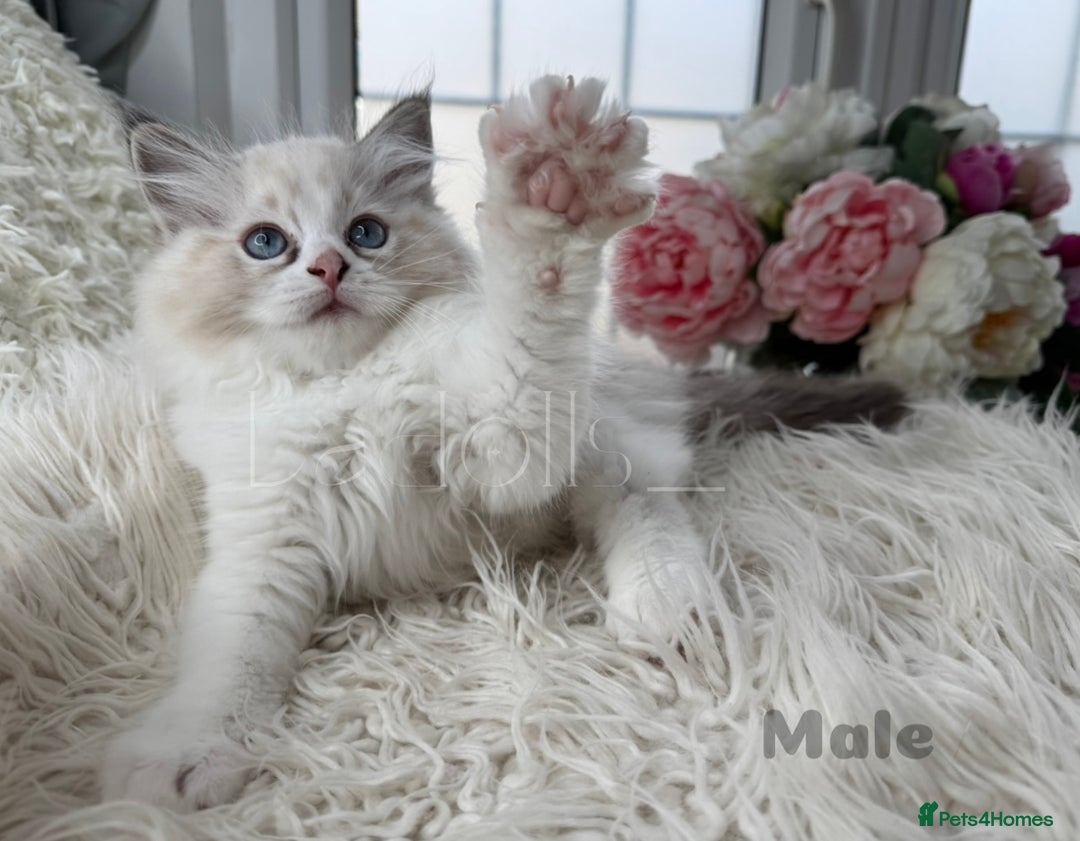 Ragdoll cats for sale: Beautiful,affectionate ragdoll ready for their 🏡 - Image 2