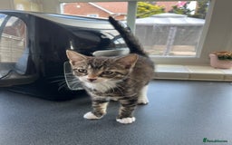 Mixed Breed cats for sale: 1 x Stunning Beautiful Girl Kitten Ready NOW - Image 4