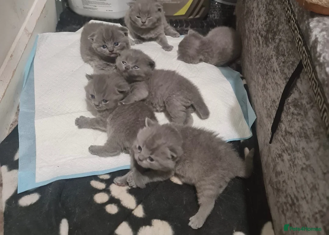 British Shorthair cats for sale: BRITISH SHORT HAIR - Advert 3