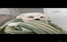 Maltipoo dogs for sale: Maltipoo puppy’s 🐾  - Image 5