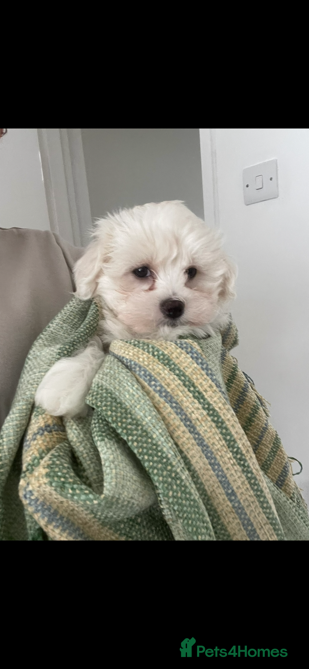 Maltipoo dogs for sale: Maltipoo puppy’s 🐾  - Image 5