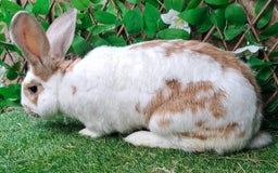 Continental Giant rabbits for sale: Woodland View Star Bunny Studs - Vaccinated  in Runcorn - Image 11