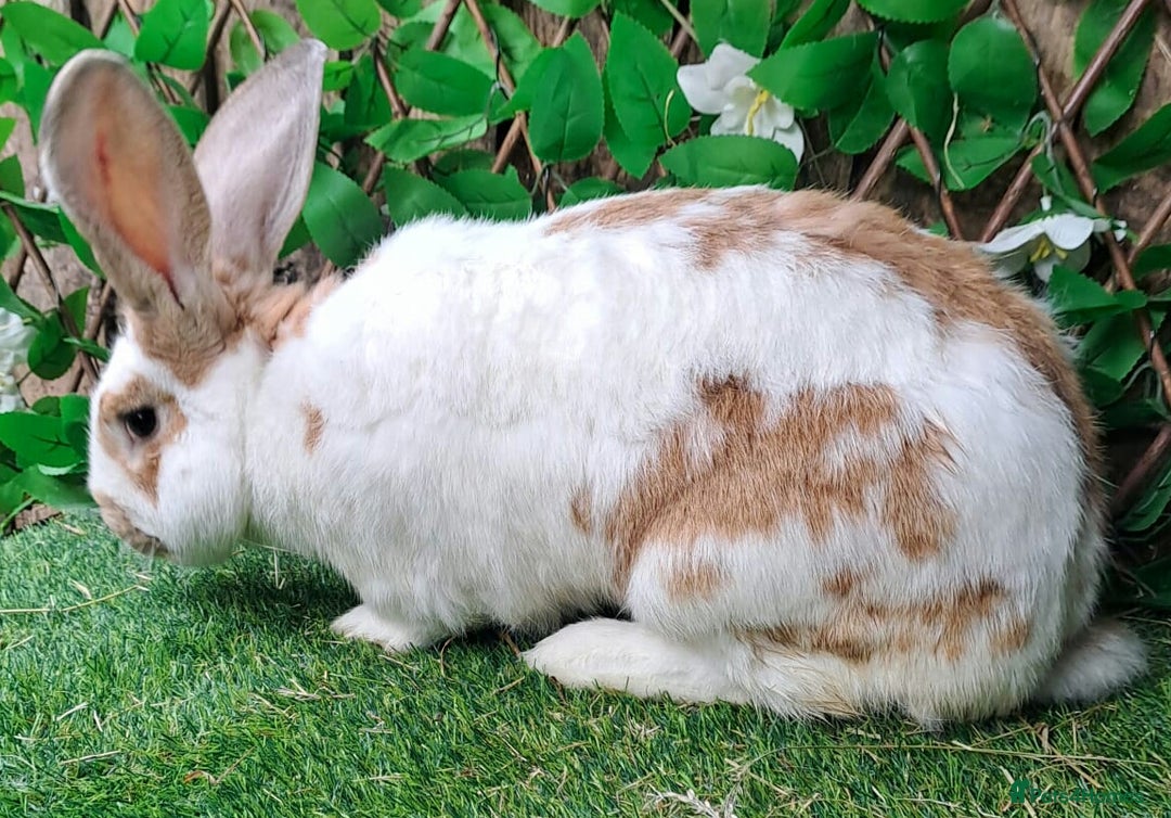 Continental Giant rabbits for sale: Woodland View Star Bunny Studs - Vaccinated  in Runcorn - Image 11