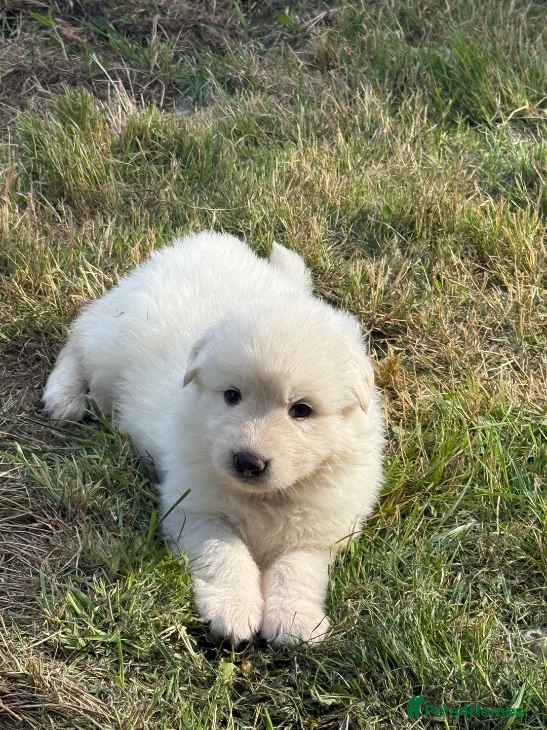 German Shepherd dogs for sale: PHENOMENAL LITTER OF WHITE LONG HAIRED GSD PUPS☘️ - Image 32