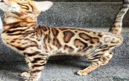 Bengal cats for sale: 😺 Rehoming TICA Bengal Cats Ready for New Home 🏡 - Image 8