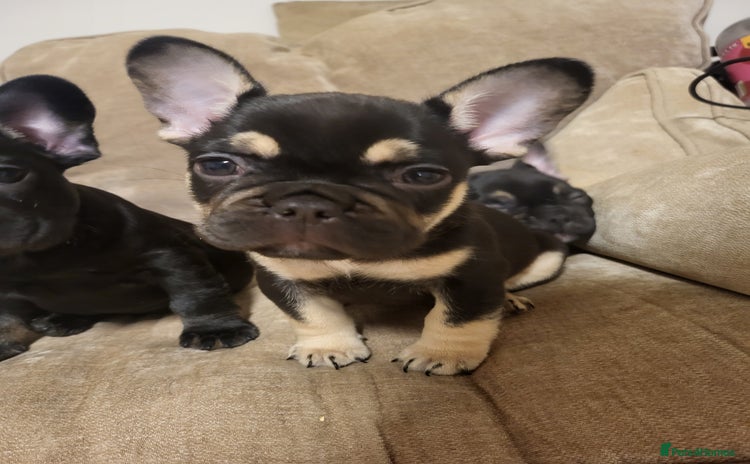 French Bulldog dogs - Advert 1