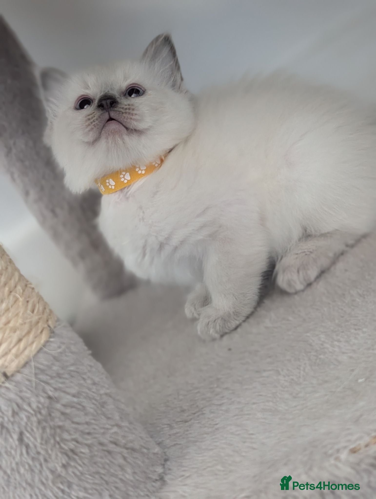 Ragdoll cats Ragdoll X Kittens Ready for New Homes Now - Advert 6