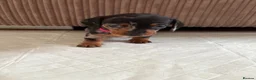 Dachshund dogs for sale: Miniature/Half-Miniature Dachshund Puppies  in Chatham - Advert 8