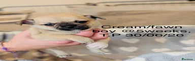 Chihuahua 1 Elvis 